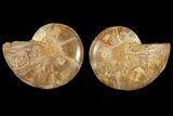 Cut & Polished Agatized Ammonite Fossil- Jurassic #131750-1